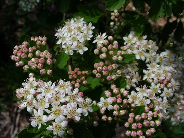 Ninebark, Common (25 per bundle) - Image 4