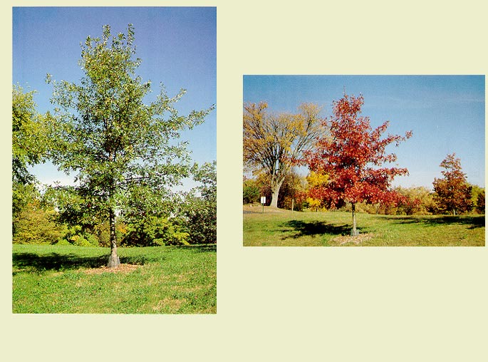 Oak Trees