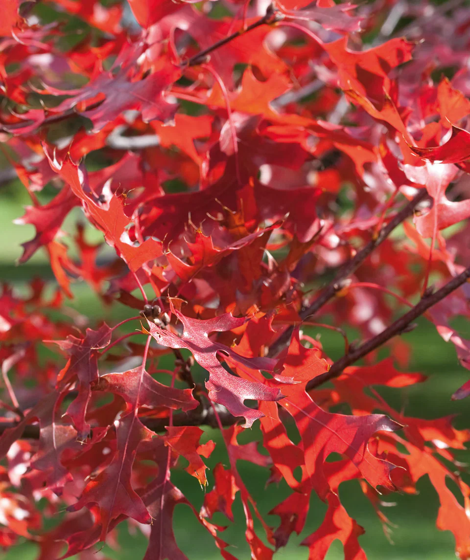 Oak, Pin (bundles of 25) - Image 3