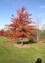 Oak, Pin (bundles of 25) - Image 4