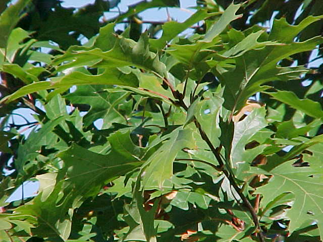Oak, Red (25 per bundle) - Image 3