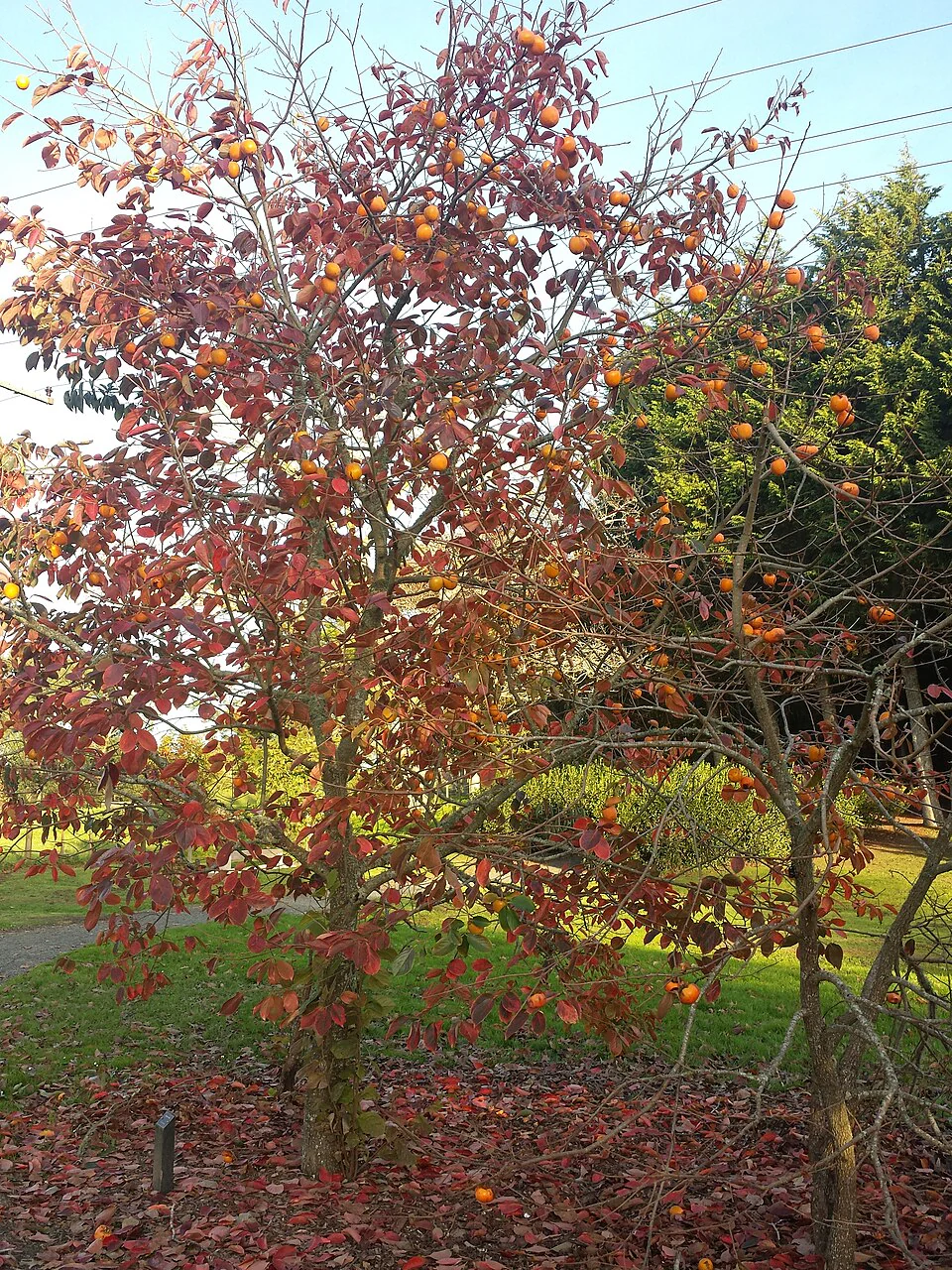 Persimmon (bundles of 25)