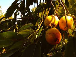 Persimmon (bundles of 25) - Image 3