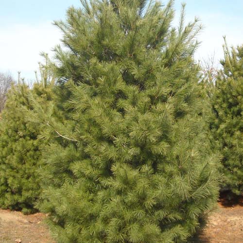 Pine Trees
