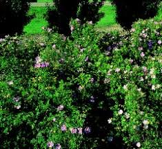 Rose, Hansen Hedge (bundles of 25)