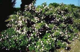 Rose, Hansen Hedge (bundles of 25) - Image 2