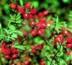 Rose, Hansen Hedge (bundles of 25) - Image 3