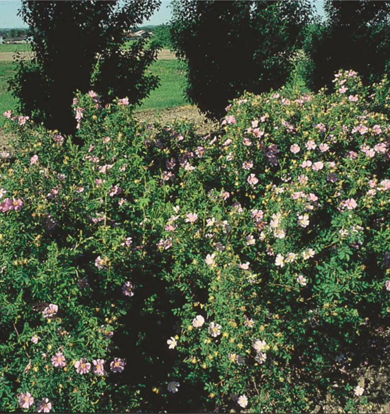 Rose, Hansen Hedge (bundles of 25) - Image 4