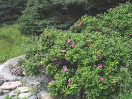 Rose, Rugosa (bundles of 25)