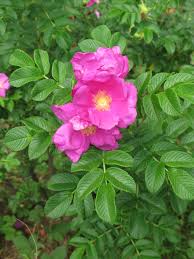 Rose, Rugosa (bundles of 25) - Image 2