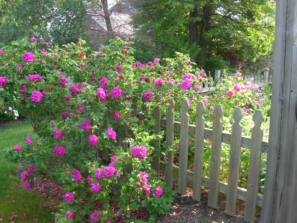 Rose, Rugosa (bundles of 25) - Image 3