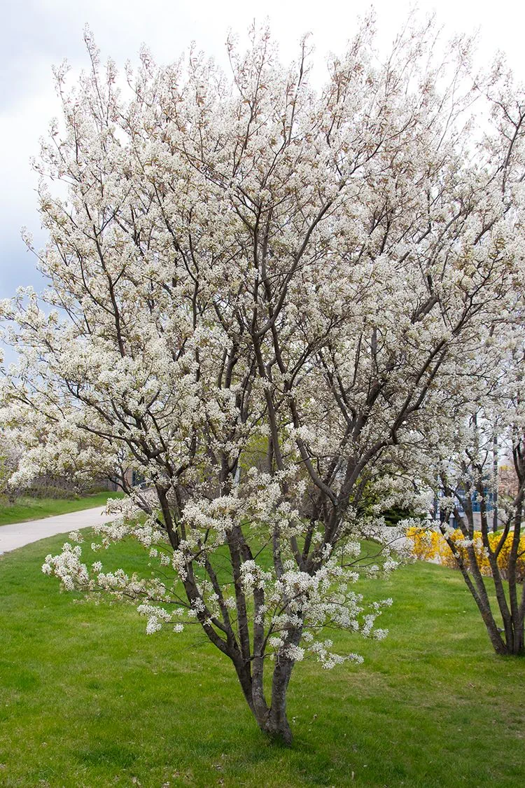 Serviceberry, Alleghany (bundles of 25)