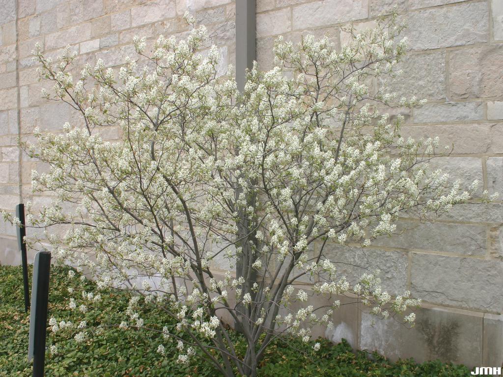 Serviceberry, Alleghany (bundles of 25) - Image 2