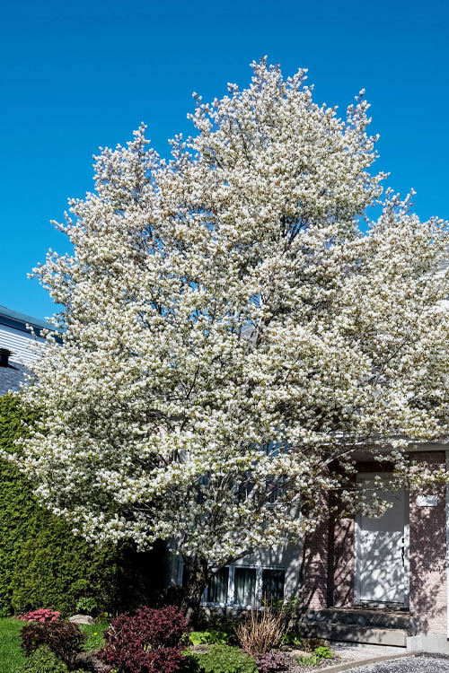 Serviceberry, Alleghany (bundles of 25) - Image 3