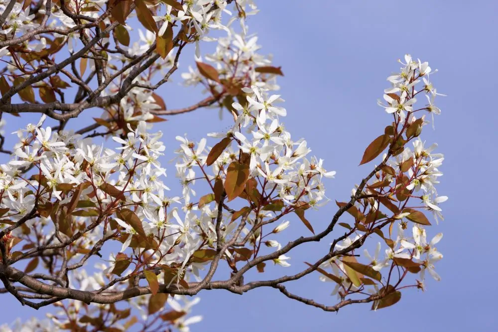 Serviceberry, Alleghany (bundles of 25) - Image 4