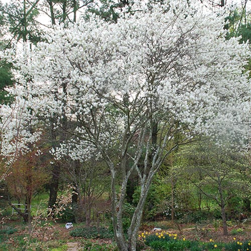 Serviceberry (Juneberry) (25 per bundle)