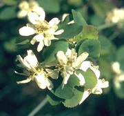 Serviceberry (Juneberry) (25 per bundle) - Image 2