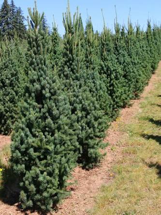 Spruce Tree
