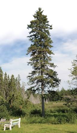 Spruce, Black (bundles of 50) - Image 3