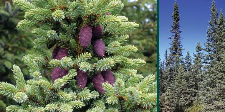 Spruce, Black (bundles of 50) - Image 4