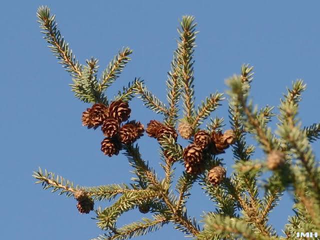 Spruce, Black (bundles of 50) - Image 5