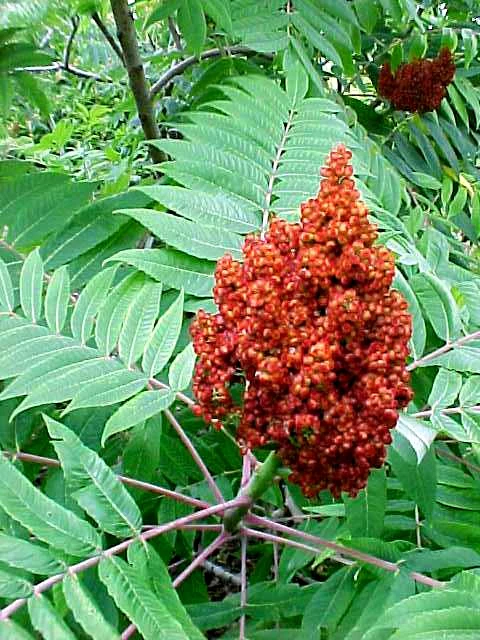 Sumac, Smooth (25 per bundle) - Image 2