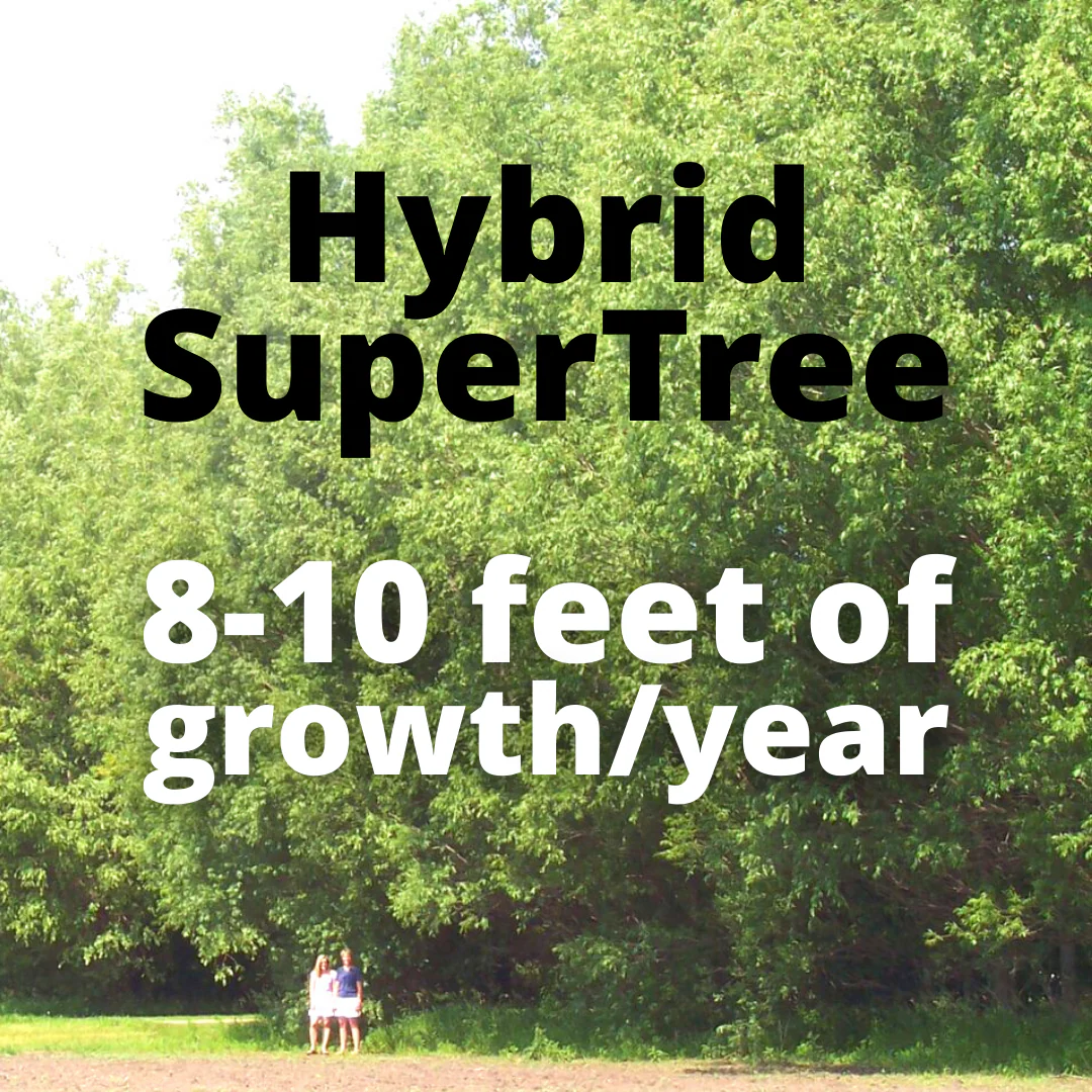 SuperTree - (10 per bundle) Bare Root - Various Sizes Available - Image 3