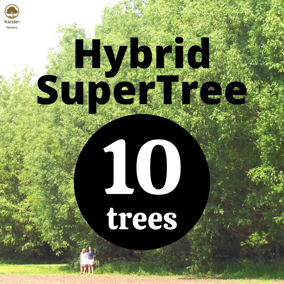 SuperTree Hybrid