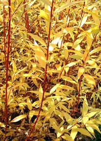 Willow, Flame (25 per bundle) - Image 2