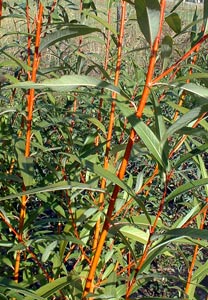 Willow, Golden (25 per bundle) - Image 3