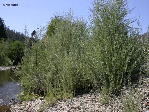 Willow, Sandbar (25 per bundle) - Image 3